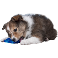 Shetland sheepdog hvalp, der bider i blåt legetøj